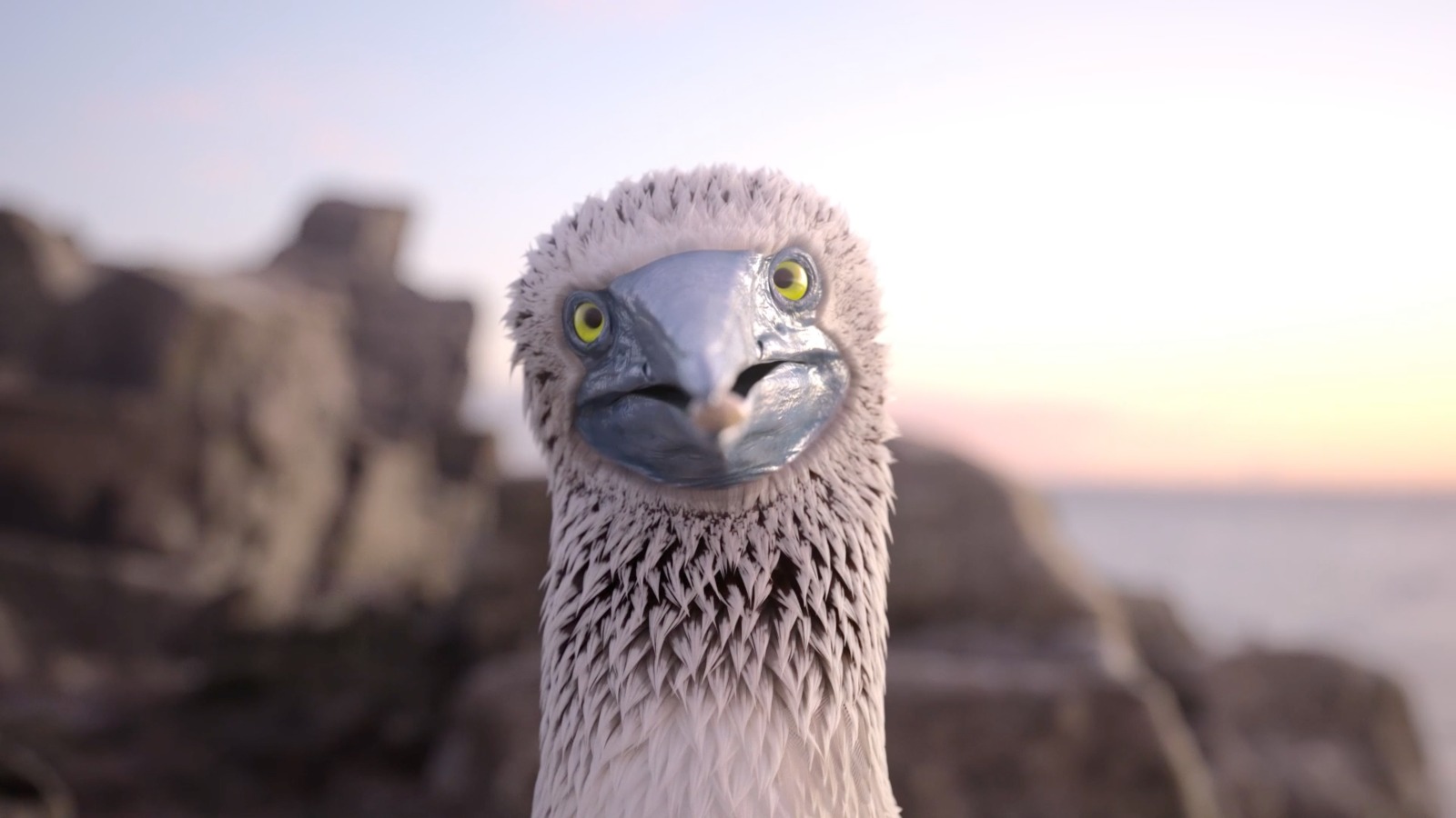 blue footed booby